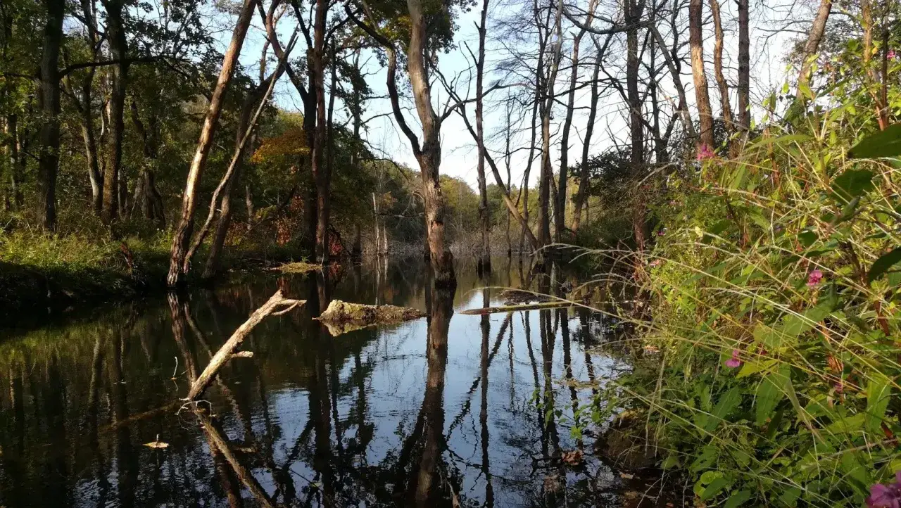 Ein ruhiger Flusslauf im Wald, ideal, um zu entspannen und zu entdecken, was man in Bottrop machen kann.